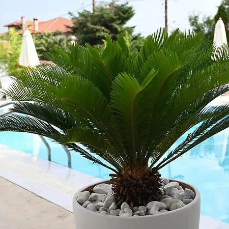 Hotel Agorastos Luxury Living 3*